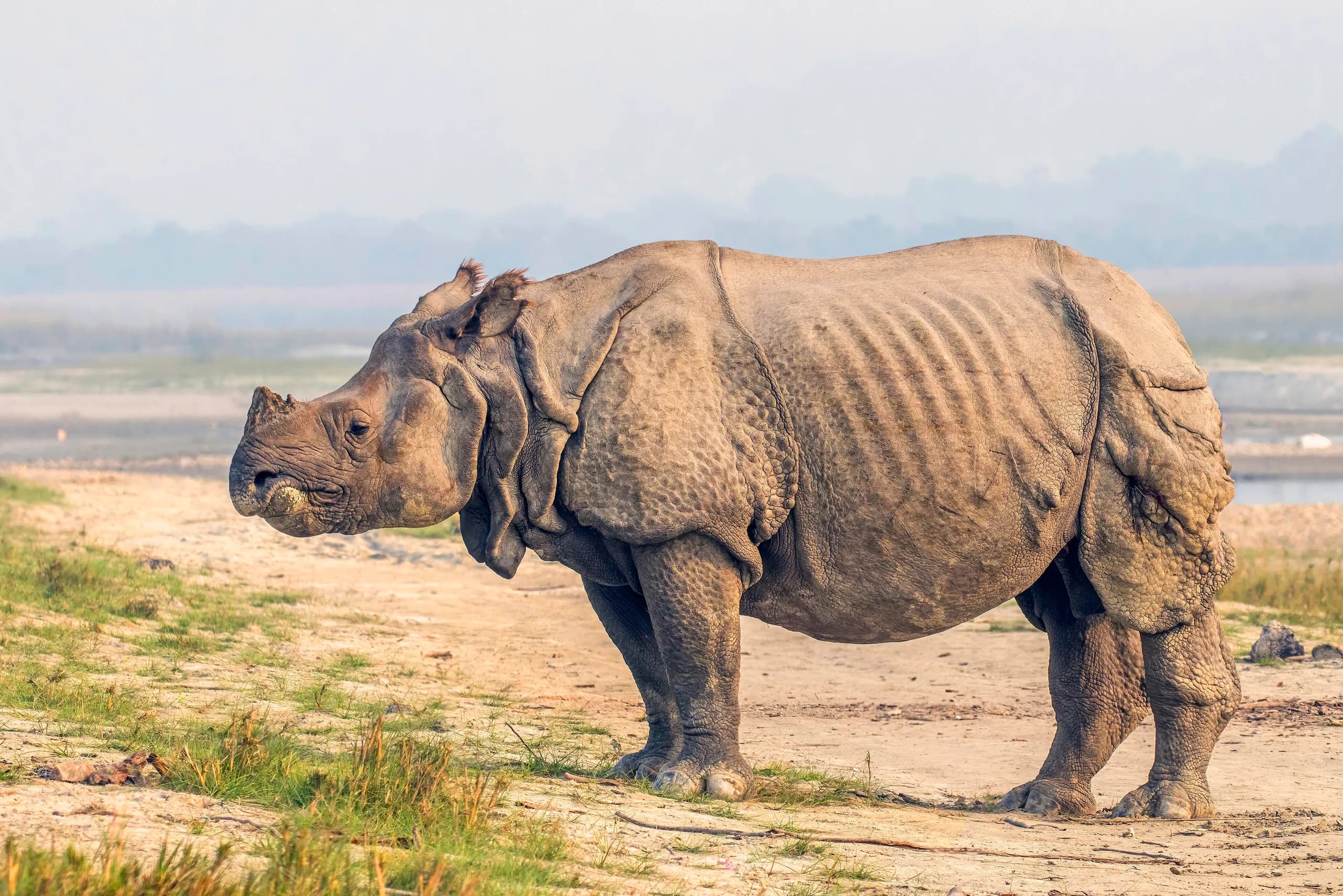 Chitwan Jungle Safari