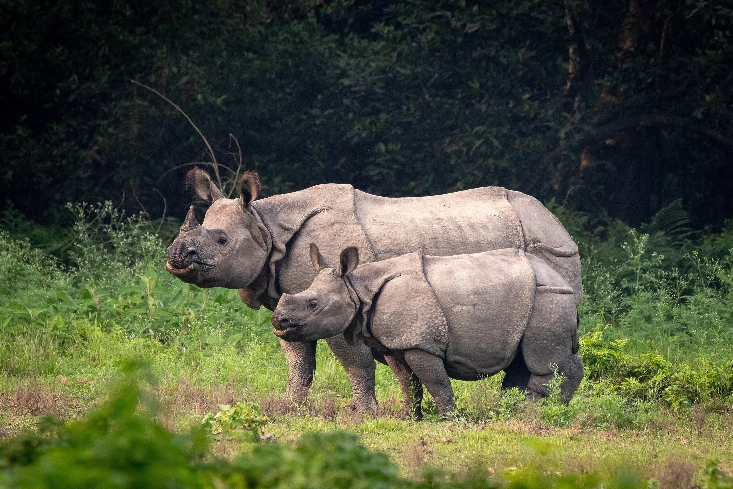 Chitwan National Park safari guide